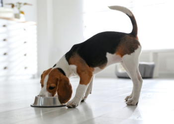 Best Bowls For Beagle