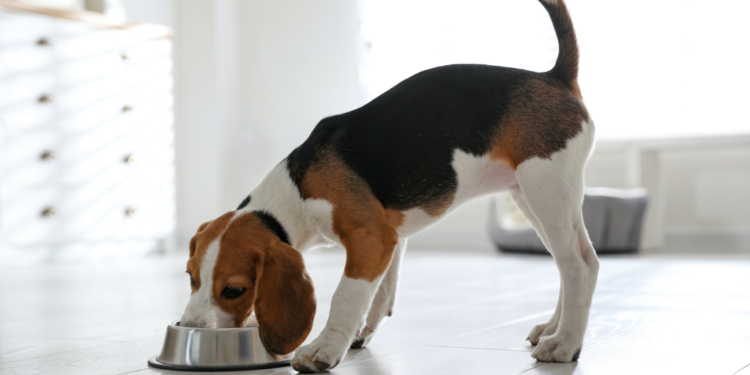 Best Bowls For Beagle