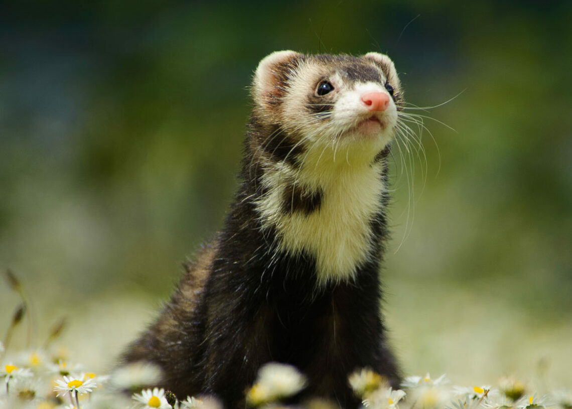 5 Best Ferret Cage Cleaner MyPetCareJoy