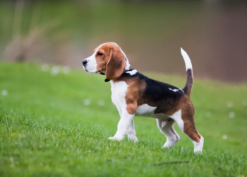 Best Styptic Gels And Powders For Beagles