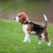 Best Styptic Gels And Powders For Beagles