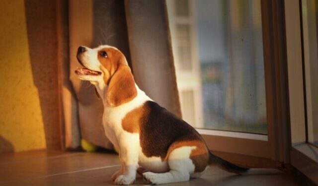 Best Supplements For Beagle Puppies