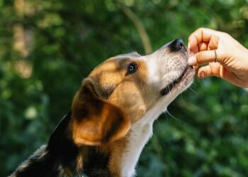 Best Treat Pouches For Beagles