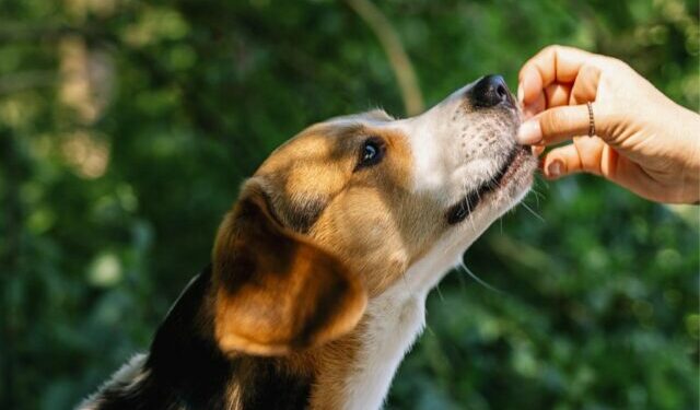 Best Treat Pouches For Beagles