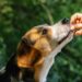 Best Treat Pouches For Beagles