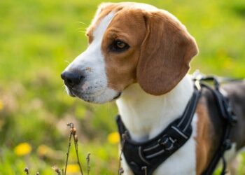 Best Vest For Beagle
