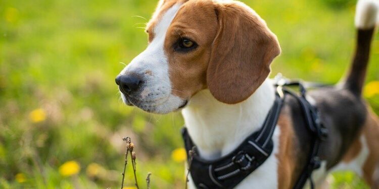 Best Vest For Beagle