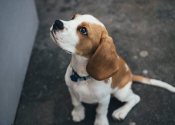 Can Beagles Be Left Alone