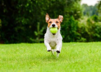 Best Automatic Ball Launcher For Beagles