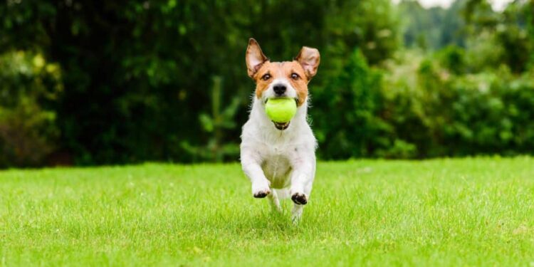 Best Automatic Ball Launcher For Beagles