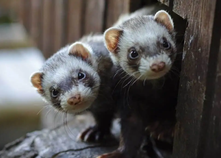 7 Best Brush for Airedale Terriers MyPetCareJoy