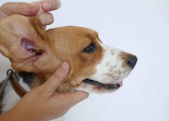 Best Ear Cleaners For Beagles