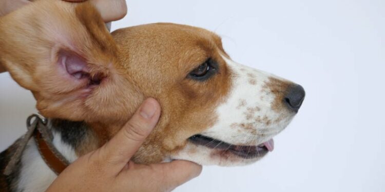 Best Ear Cleaners For Beagles