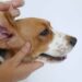 Best Ear Cleaners For Beagles