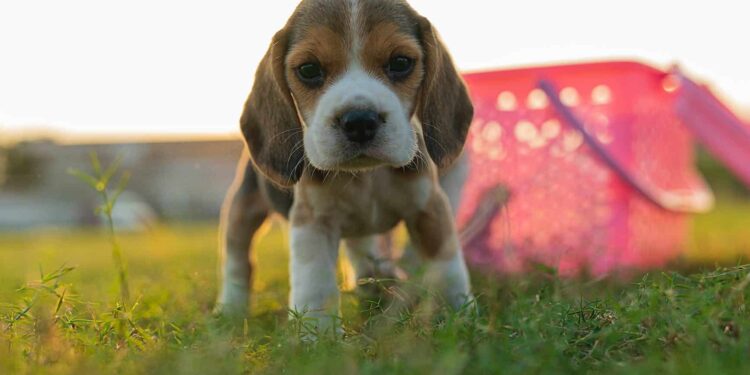 Best Shampoo For Beagle