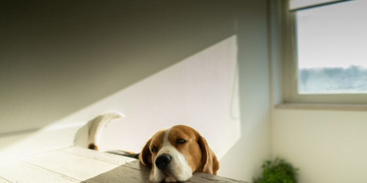 can beagle drinks milk