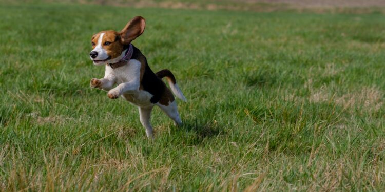 Can Beagles And Rabbits Live Together