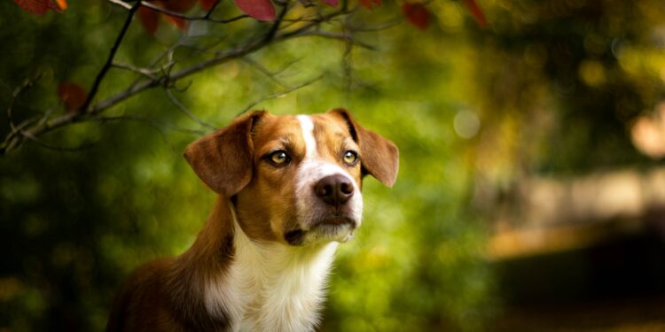 Do Beagles eat Blueberries