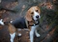 Can Beagles Live Outside