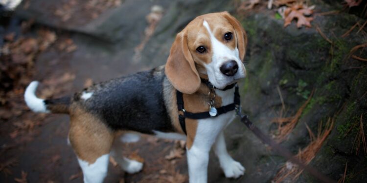 Can Beagles Live Outside