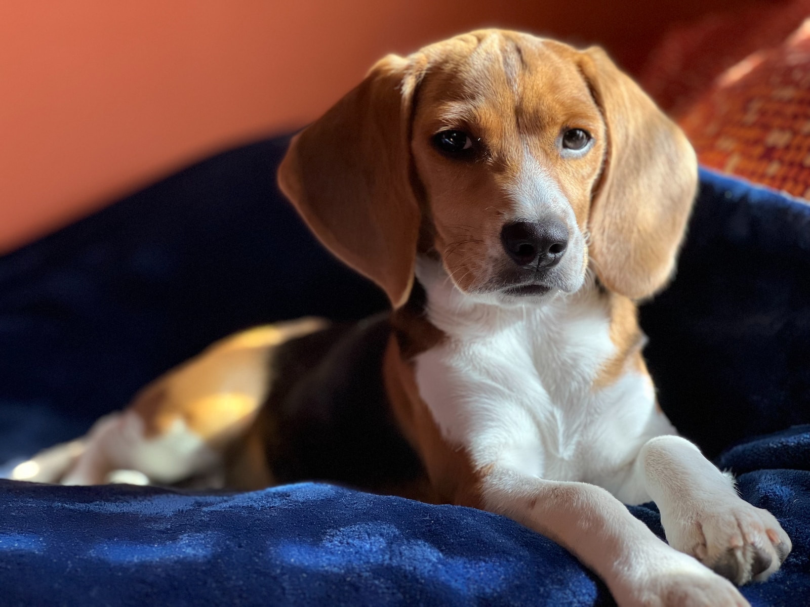 Guide to Caring for Your Beagle