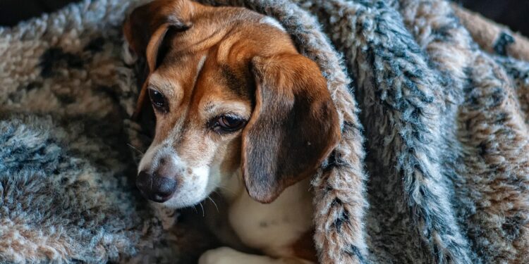 Guide to Caring for Your Beagle
