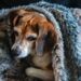 Guide to Caring for Your Beagle