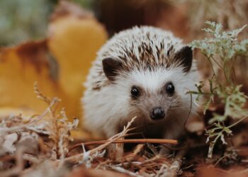 Best 5 foods for a hedgehog