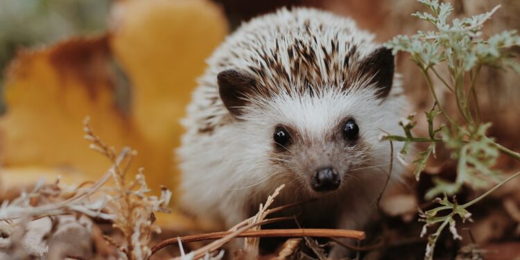 Best 5 foods for a hedgehog