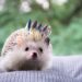 Best hedgehog habitats