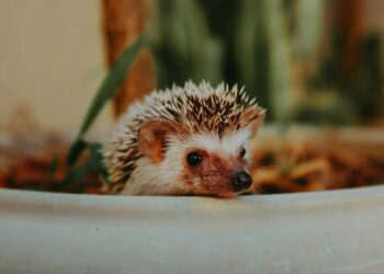 Best bowls for hedgehog