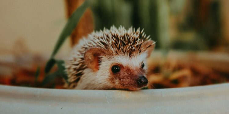Best bowls for hedgehog