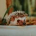Best bowls for hedgehog