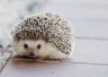Best Hedgehog Bedding