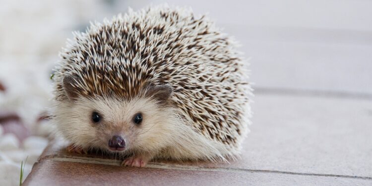 Best Hedgehog Bedding