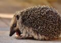 Best Hedgehog Wheel