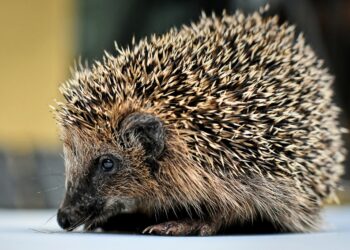 Best Hedgehog Litters