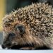 Best Hedgehog Litters