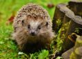 Best Hedgehog Cage
