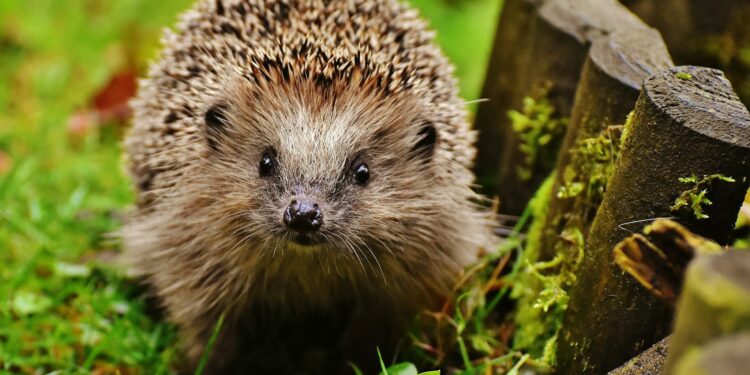 Best Hedgehog Cage