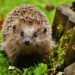 Best Hedgehog Cage