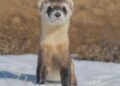 ferrets
