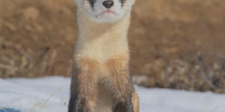 ferrets
