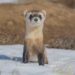 ferrets