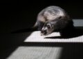 brown and black ferret