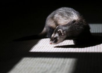 brown and black ferret