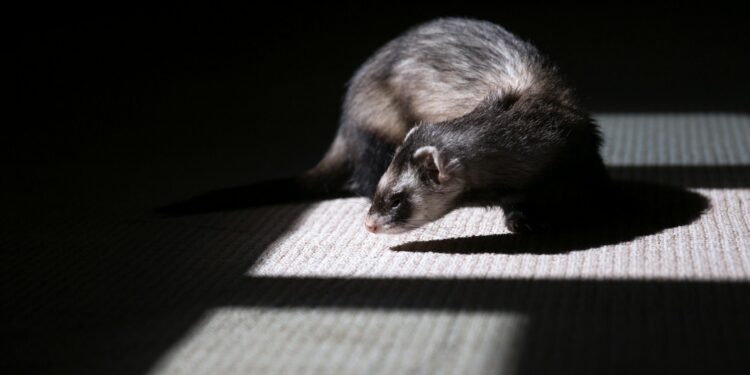 brown and black ferret