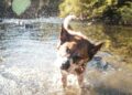 Can Beagles Swim