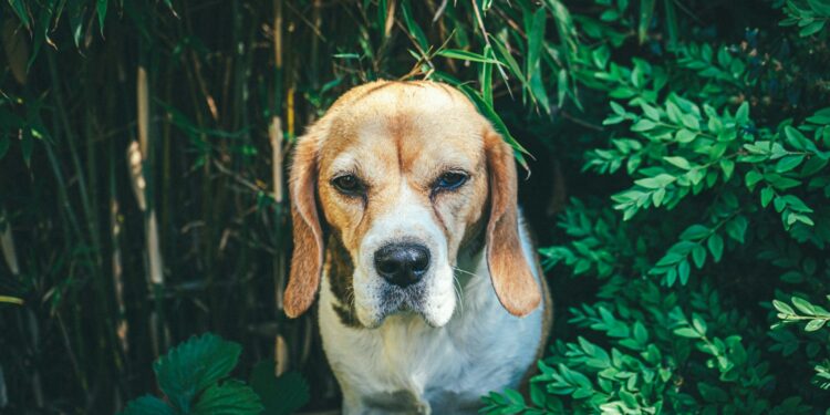 Can Beagles Eat Zucchini