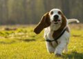 best 5 dog bed for basset hound